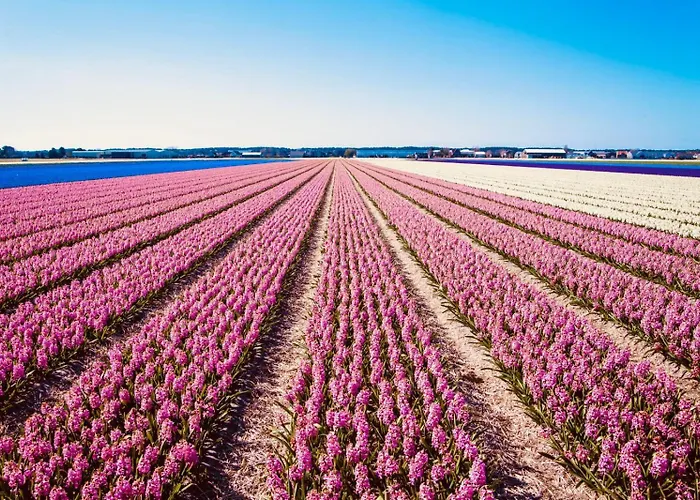 Noordster Beachhouse, Aan Zee Daire